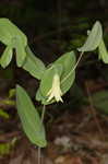 Perfoliate bellwort